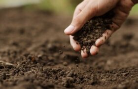 هوش مصنوعی رطوبت خاک را پیش بینی می کند