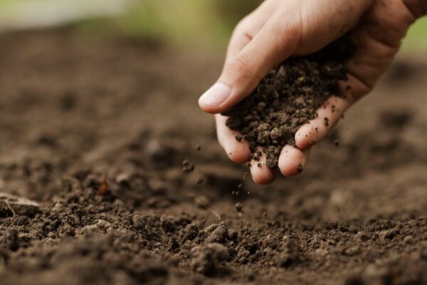 هوش مصنوعی رطوبت خاک را پیش بینی می کند